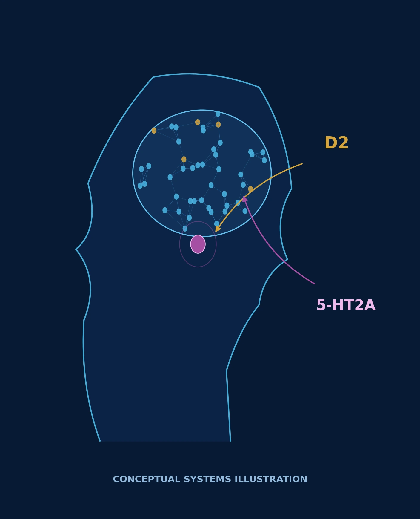 Head-and-brain schematic marking D2 and 5-HT2A as interacting control surfaces in the paper's systems model.